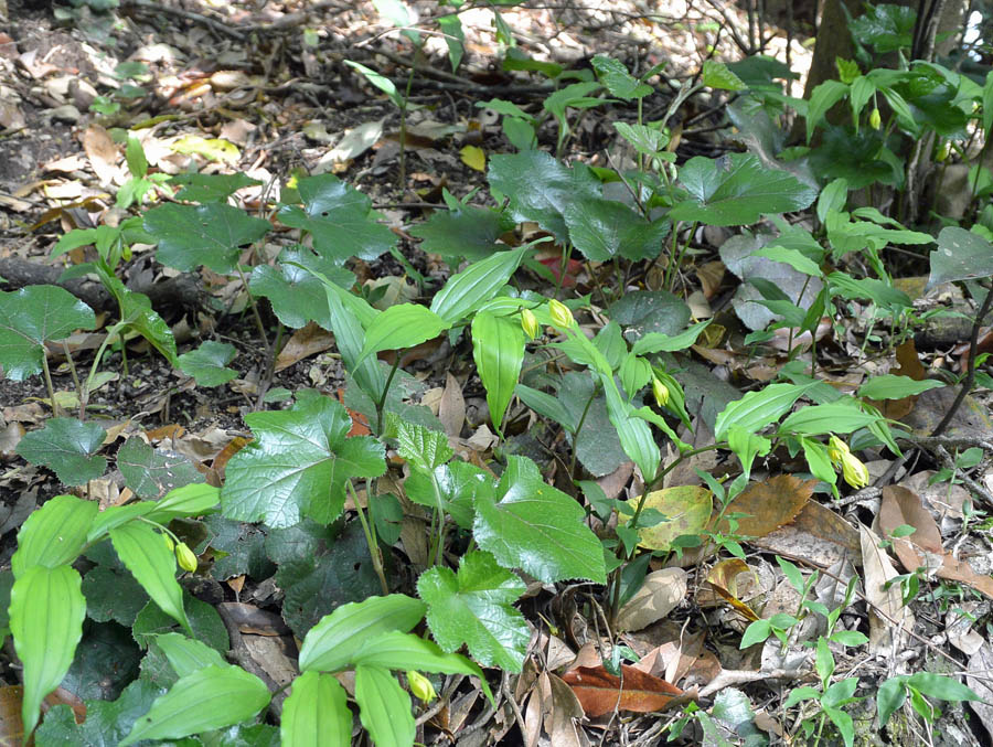 f:id:tonji44:20190429165641j:plain