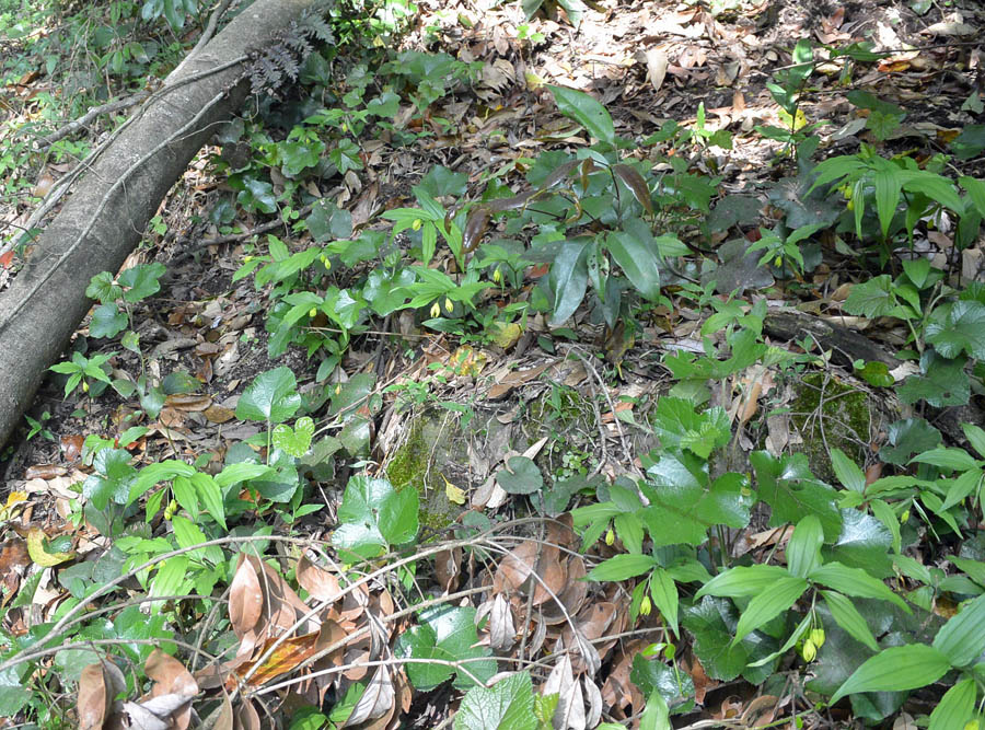 f:id:tonji44:20190429165658j:plain