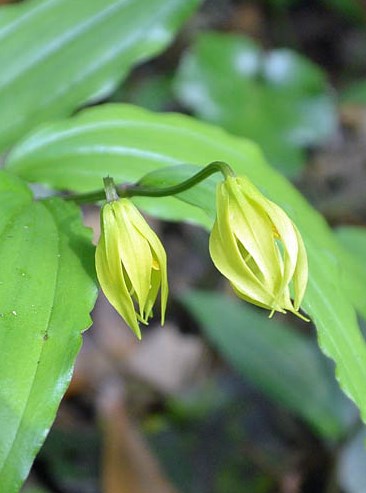 f:id:tonji44:20190429165715j:plain