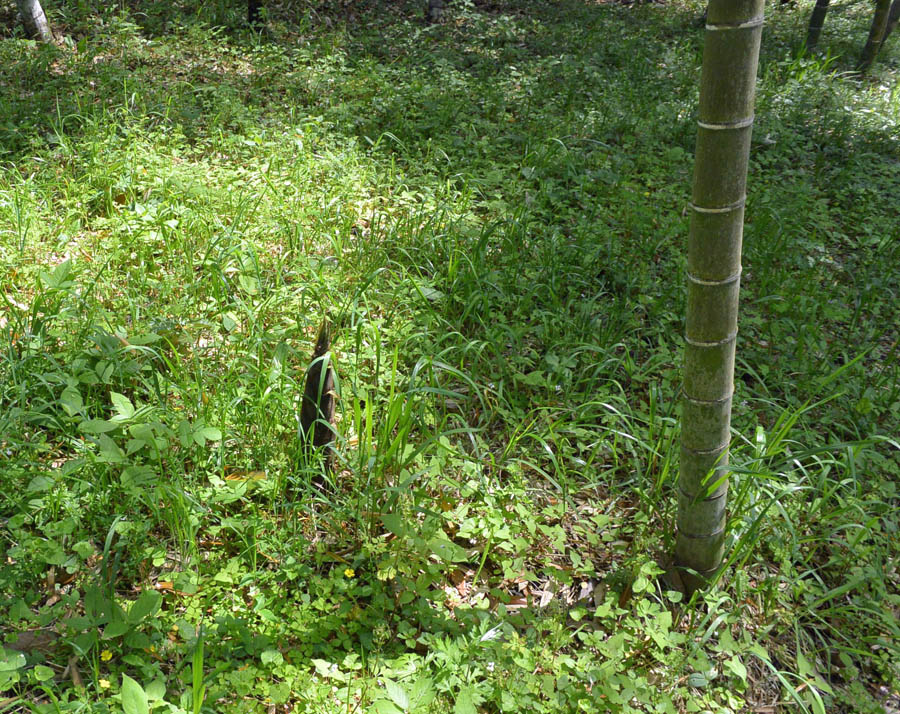 f:id:tonji44:20190430124558j:plain