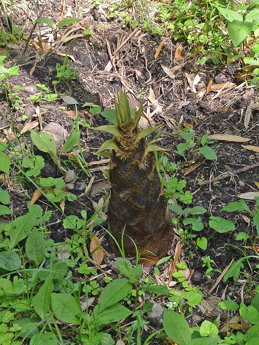 f:id:tonji44:20190430124631j:plain