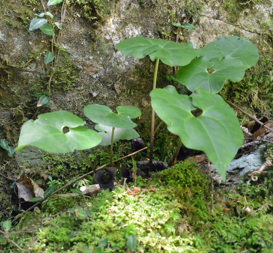 f:id:tonji44:20190505212337j:plain