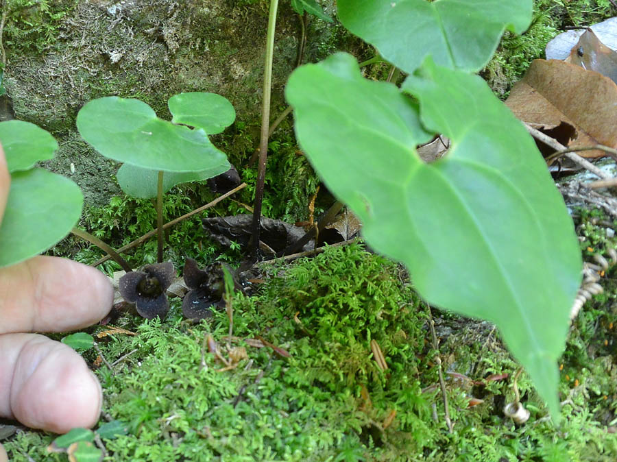 f:id:tonji44:20190505212422j:plain