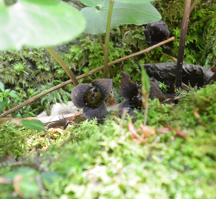 f:id:tonji44:20190505212615j:plain