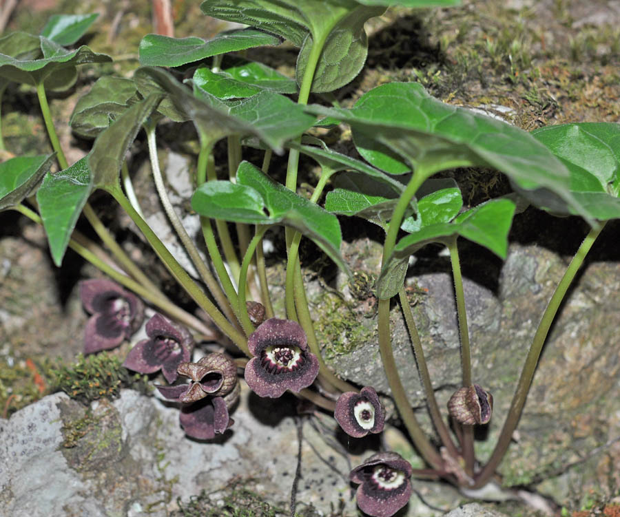 f:id:tonji44:20190505212635j:plain