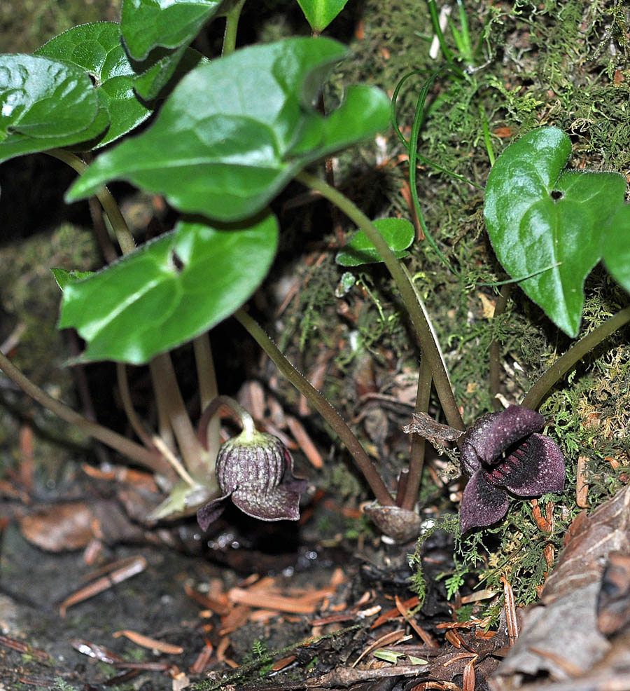 f:id:tonji44:20190505212648j:plain