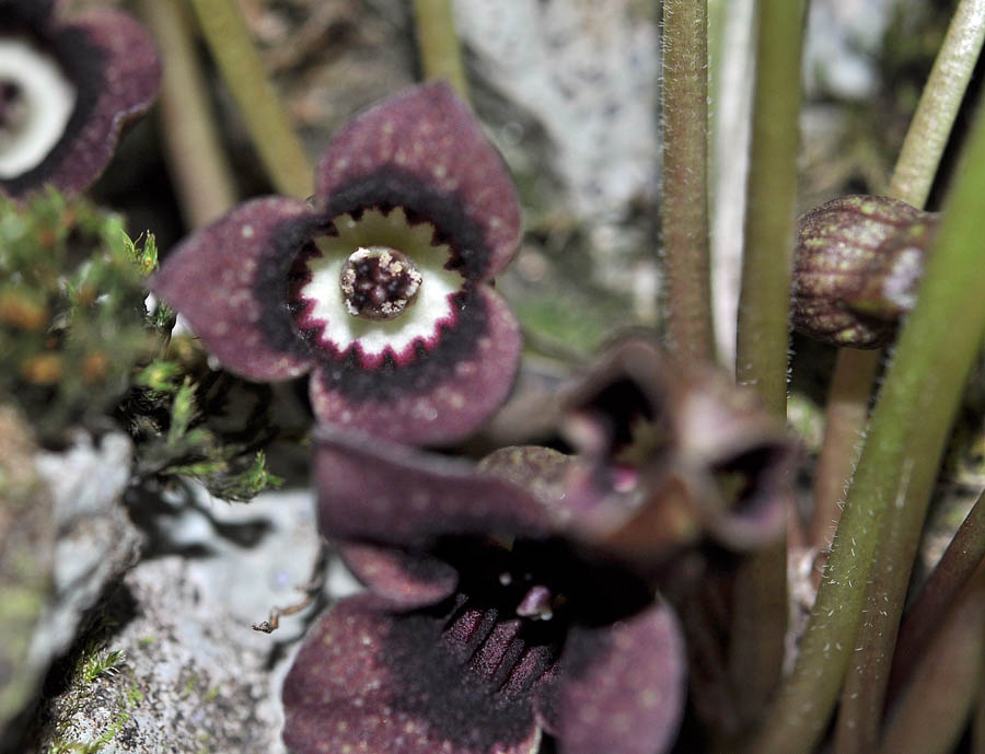 f:id:tonji44:20190505212712j:plain