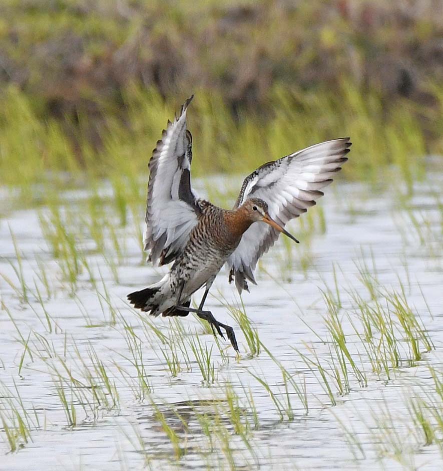 f:id:tonji44:20190507175320j:plain