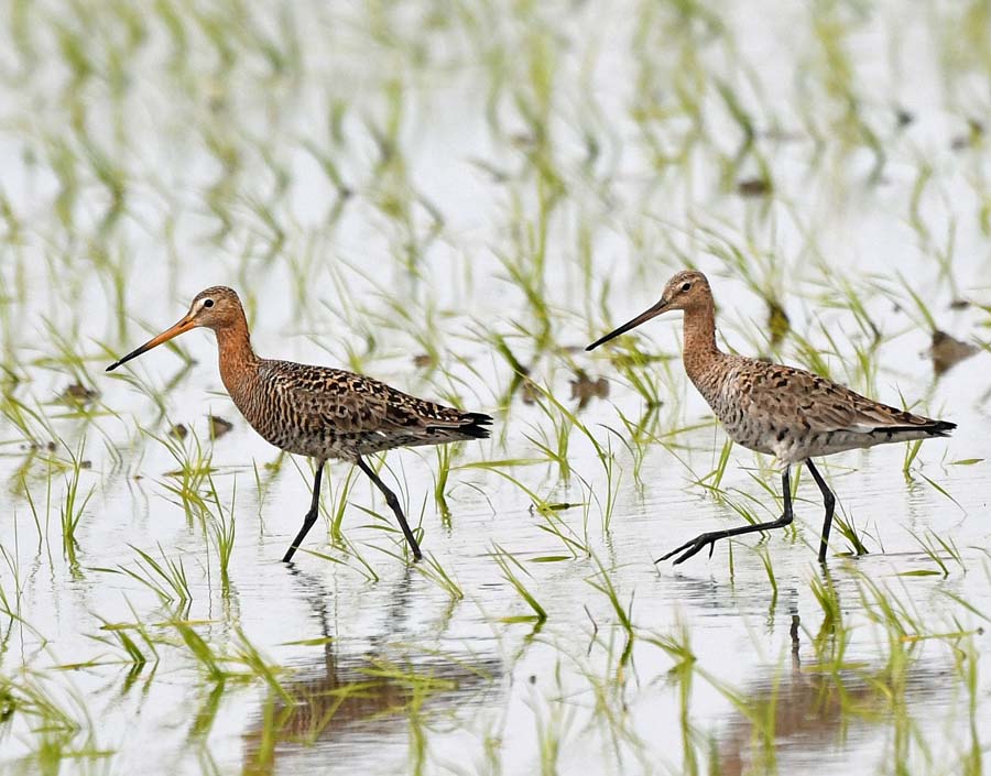 f:id:tonji44:20190507175343j:plain