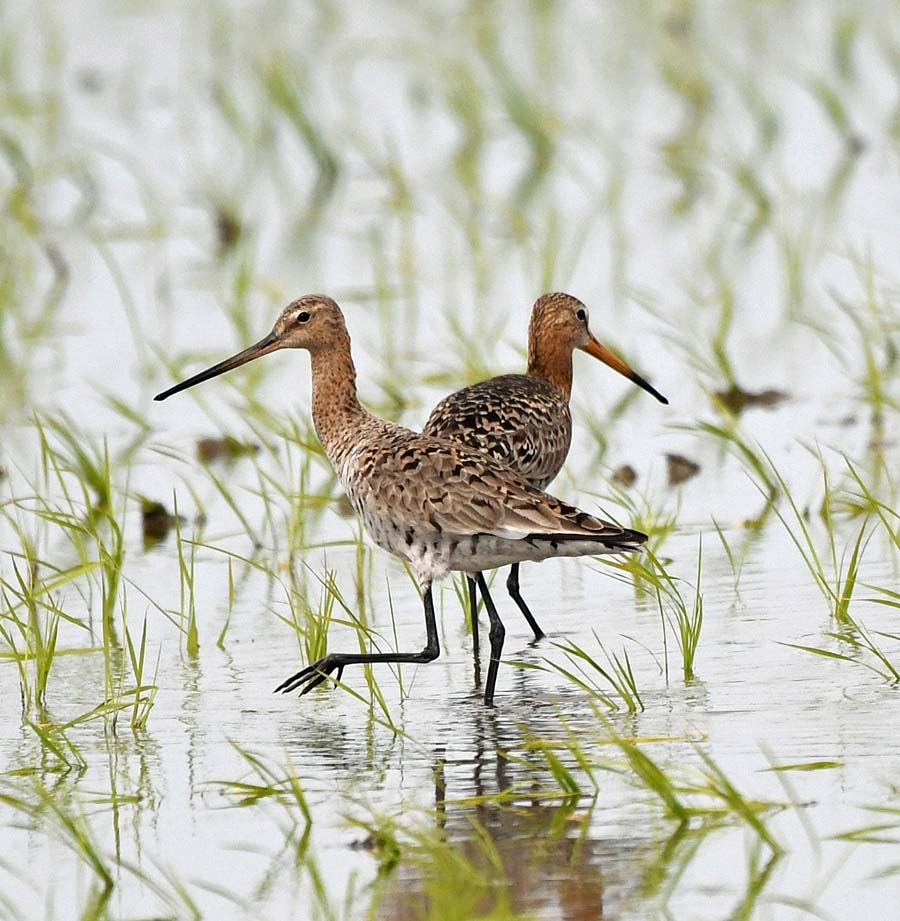 f:id:tonji44:20190507175423j:plain