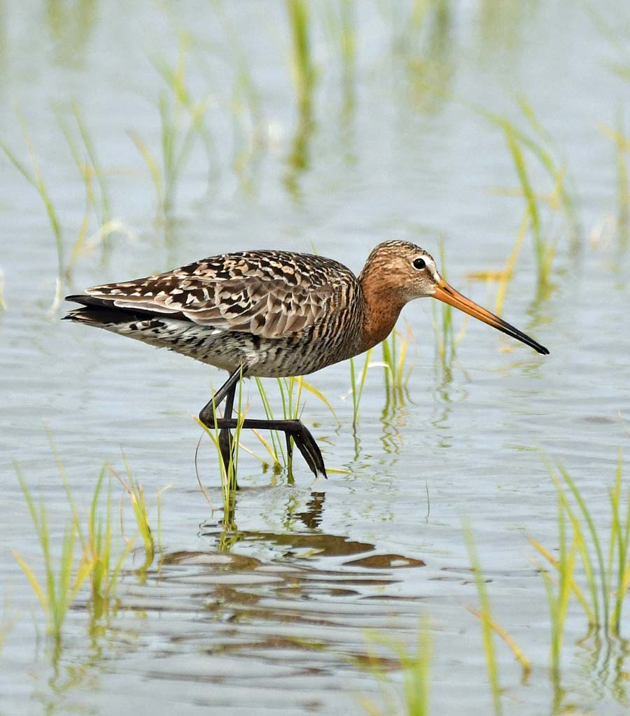 f:id:tonji44:20190507175441j:plain