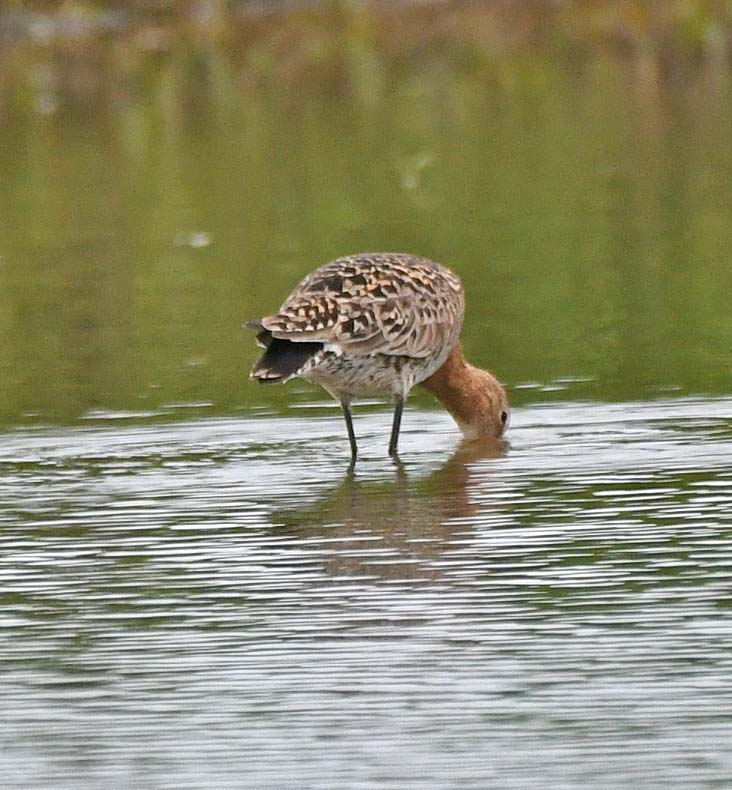 f:id:tonji44:20190507183120j:plain