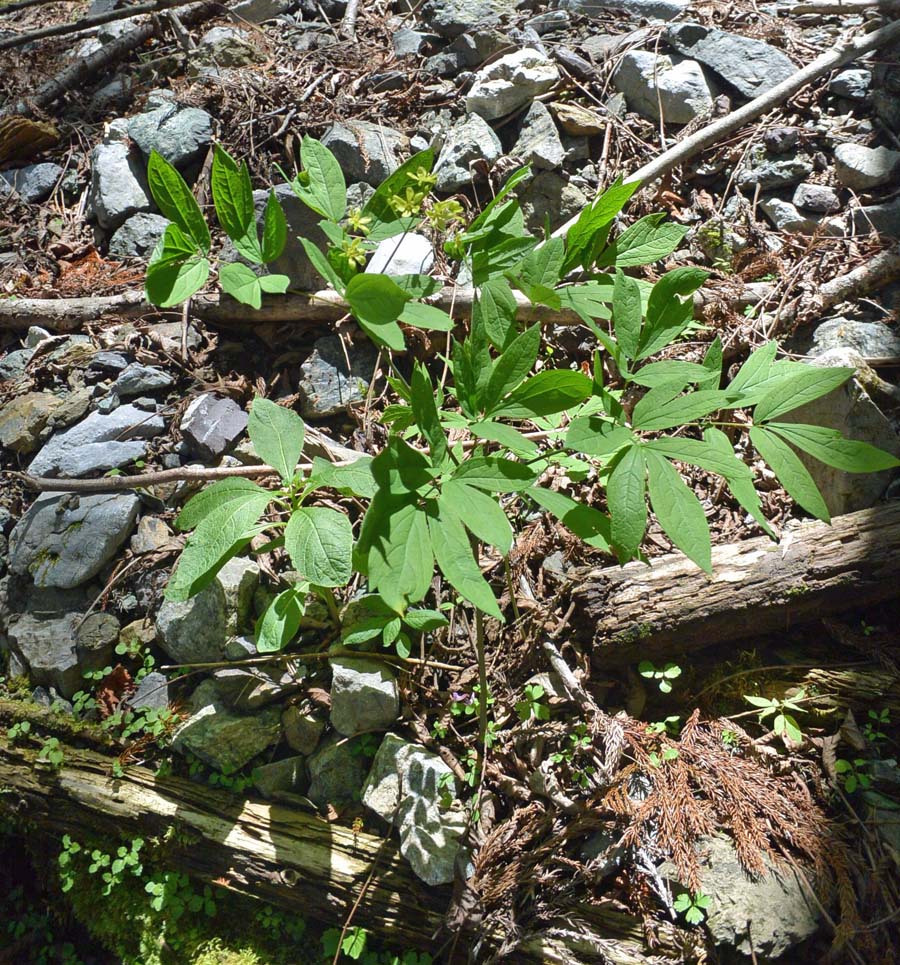 f:id:tonji44:20190510135000j:plain