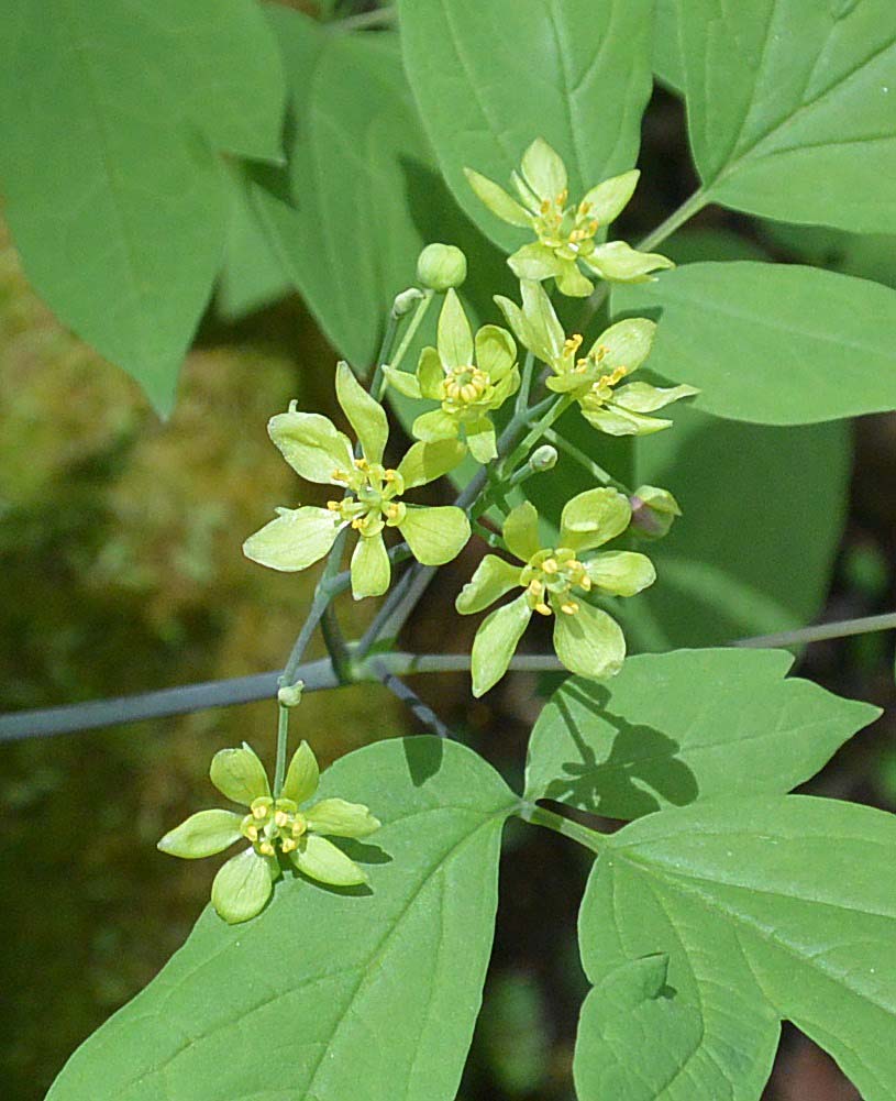 f:id:tonji44:20190510135030j:plain