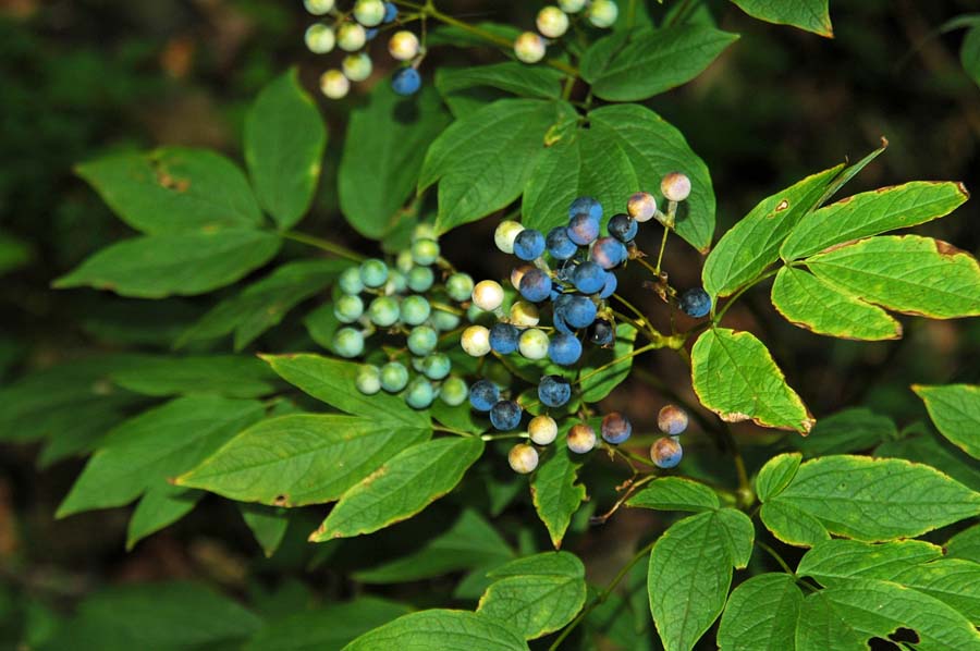 f:id:tonji44:20190510135137j:plain