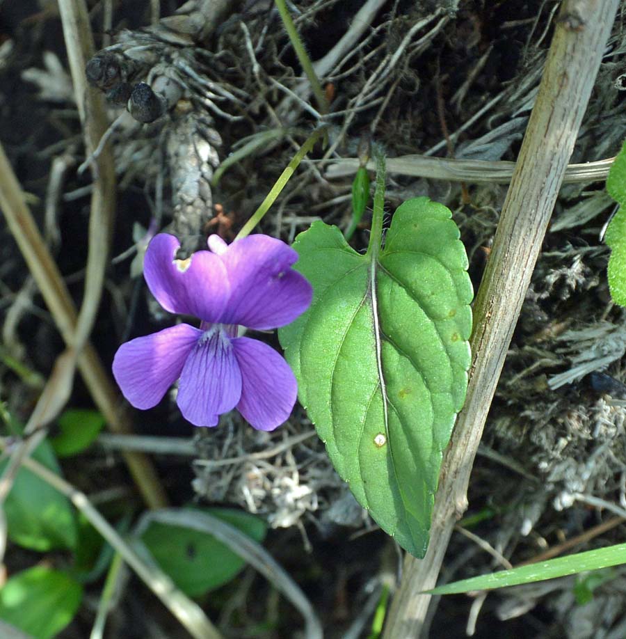 f:id:tonji44:20190514102841j:plain f:id:tonji44:20190514102841j:plain