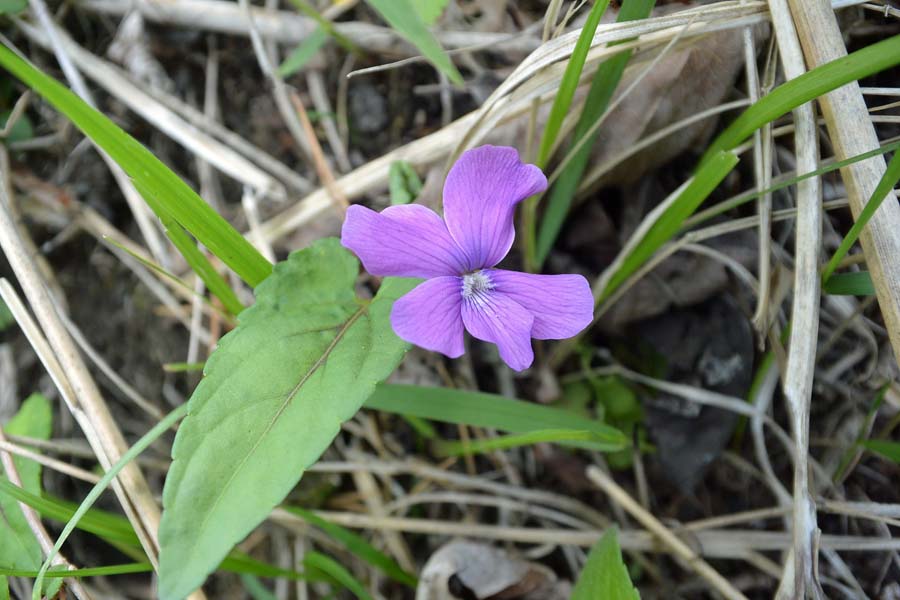 f:id:tonji44:20190514102916j:plain f:id:tonji44:20190514102916j:plain