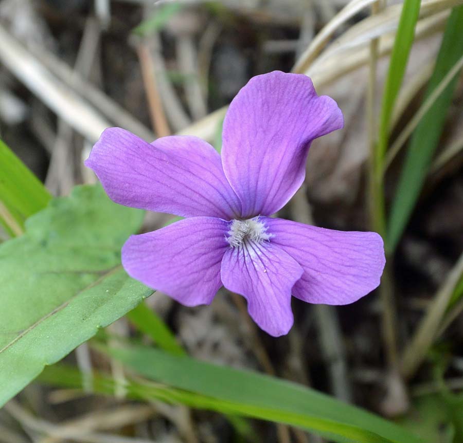 f:id:tonji44:20190514102930j:plain f:id:tonji44:20190514102930j:plain