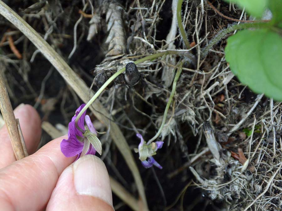 f:id:tonji44:20190514102944j:plain f:id:tonji44:20190514102944j:plain