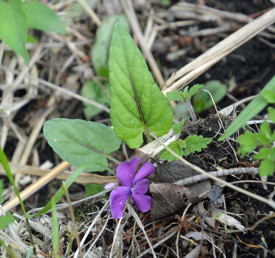 f:id:tonji44:20190514103009j:plain f:id:tonji44:20190514103009j:plain