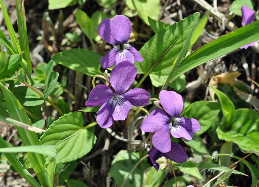 f:id:tonji44:20190514104846j:plain f:id:tonji44:20190514104846j:plain