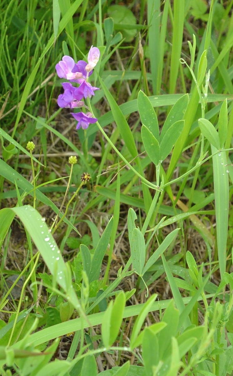 レンリソウ 連理の枝のような夫婦 宮崎の季節がほらね