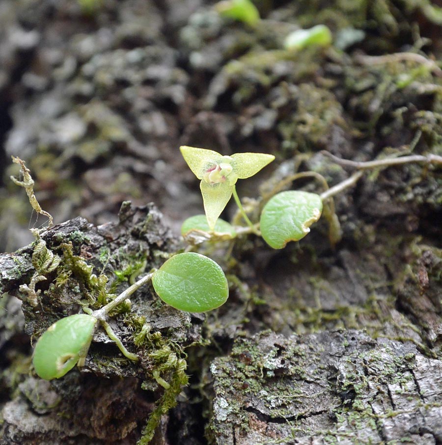 f:id:tonji44:20190518123902j:plain f:id:tonji44:20190518123902j:plain