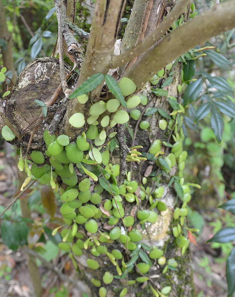 f:id:tonji44:20190518124035j:plain f:id:tonji44:20190518124035j:plain