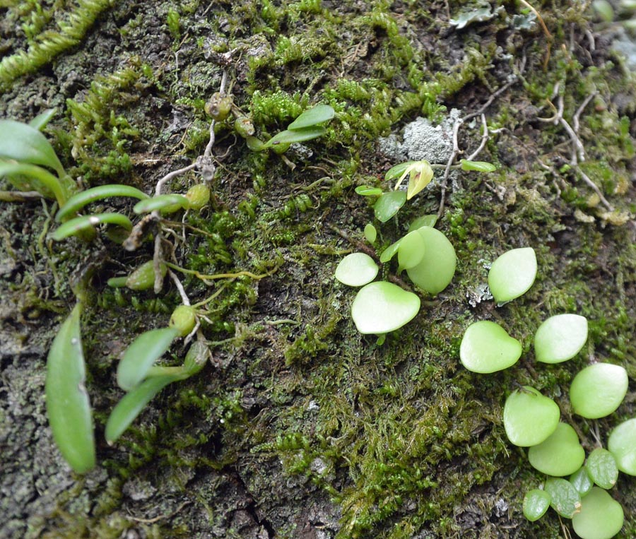 f:id:tonji44:20190518125541j:plain f:id:tonji44:20190518125541j:plain