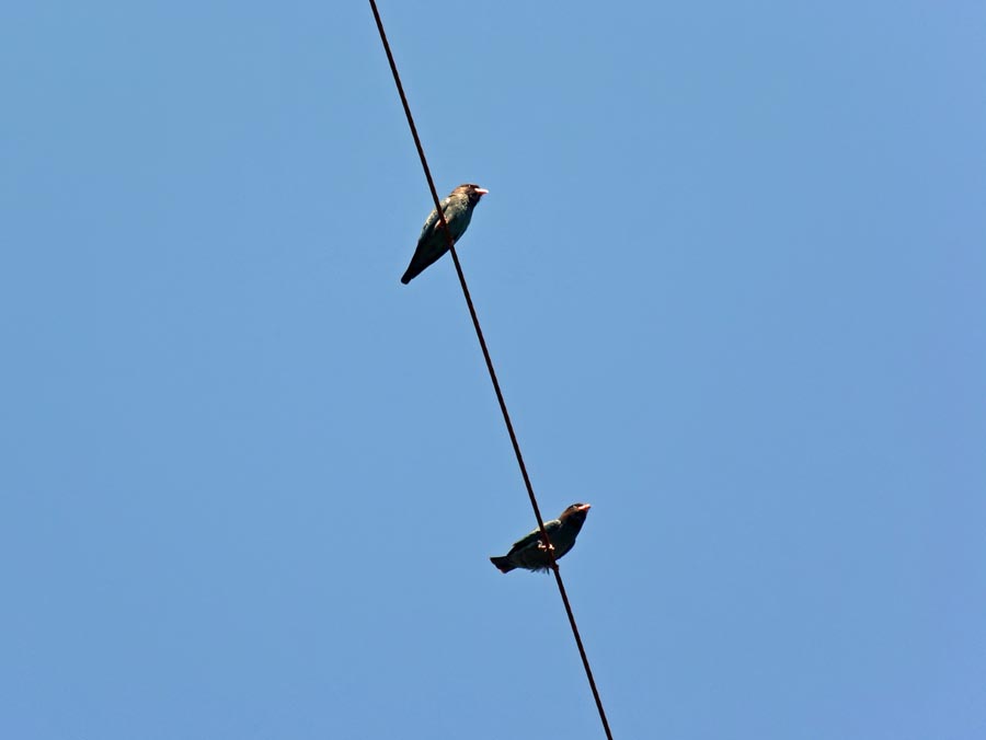 f:id:tonji44:20190522155330j:plain