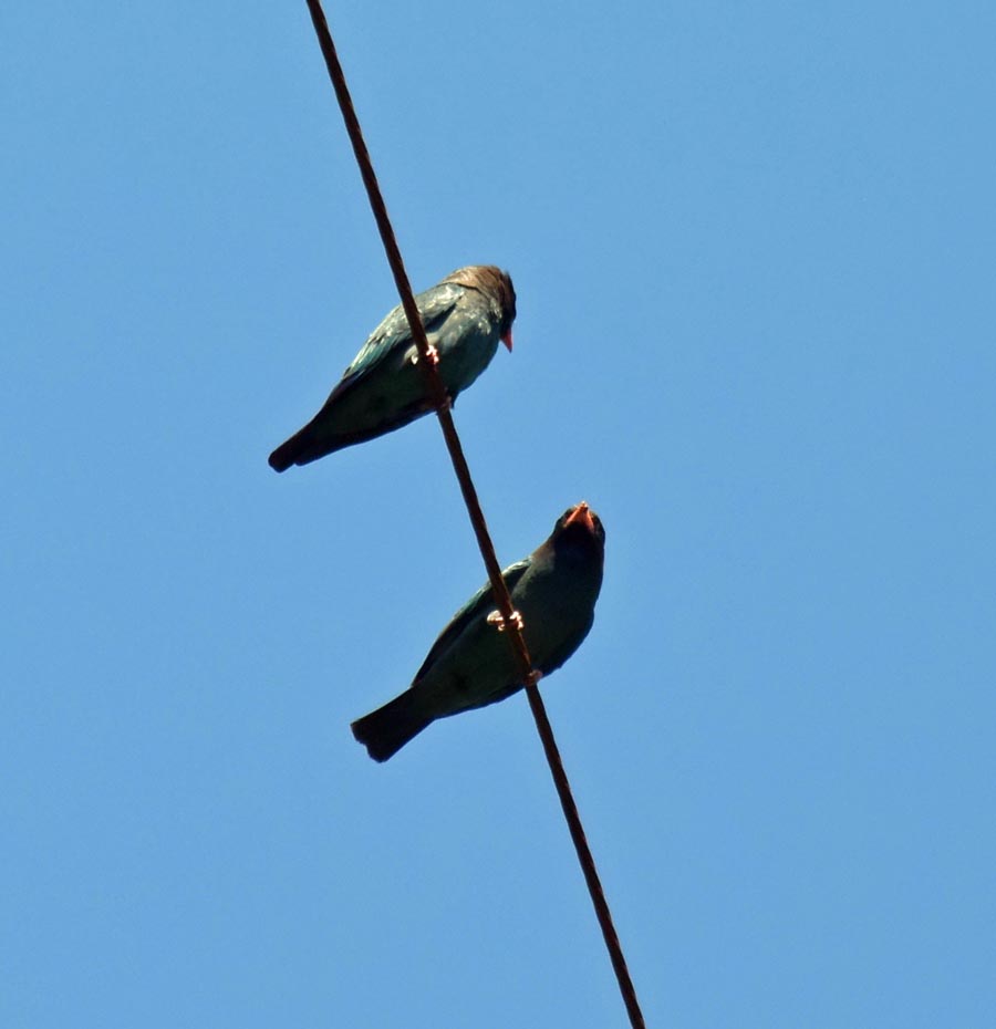 f:id:tonji44:20190522155359j:plain