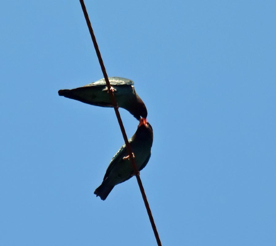 f:id:tonji44:20190522155422j:plain