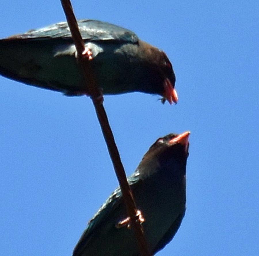 f:id:tonji44:20190522155527j:plain