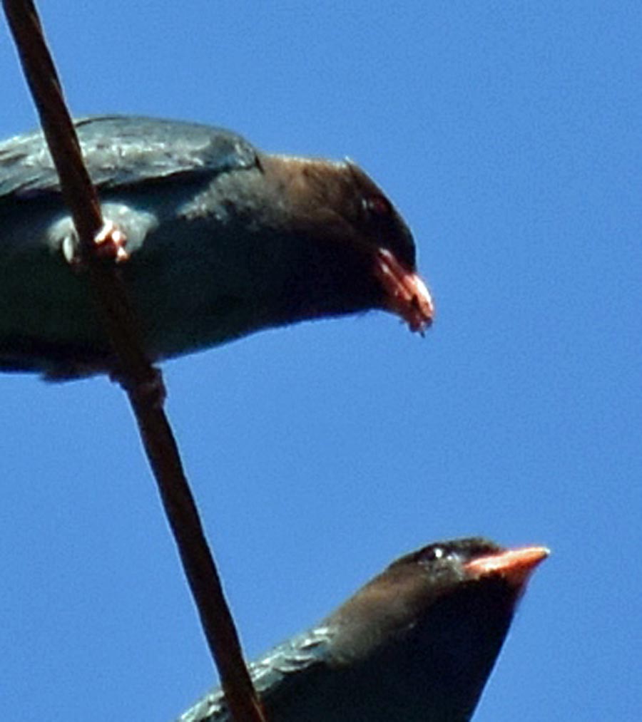 f:id:tonji44:20190522155547j:plain