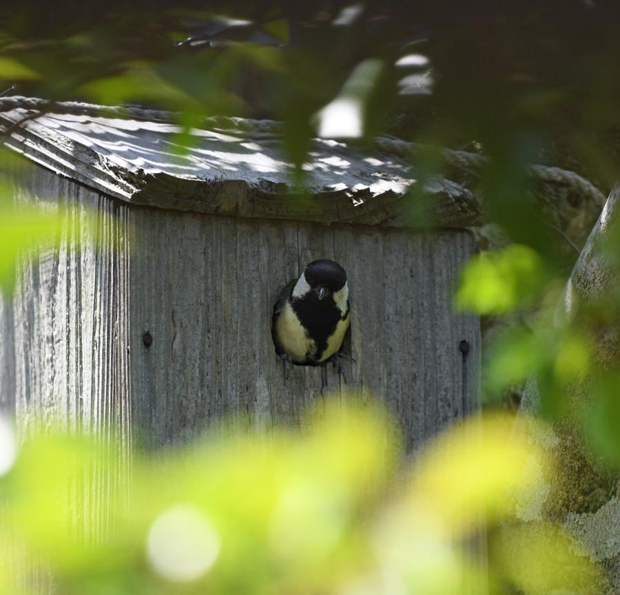 f:id:tonji44:20190524091630j:plain