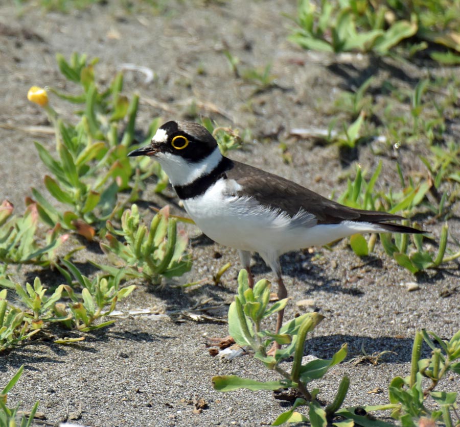 f:id:tonji44:20190527163953j:plain