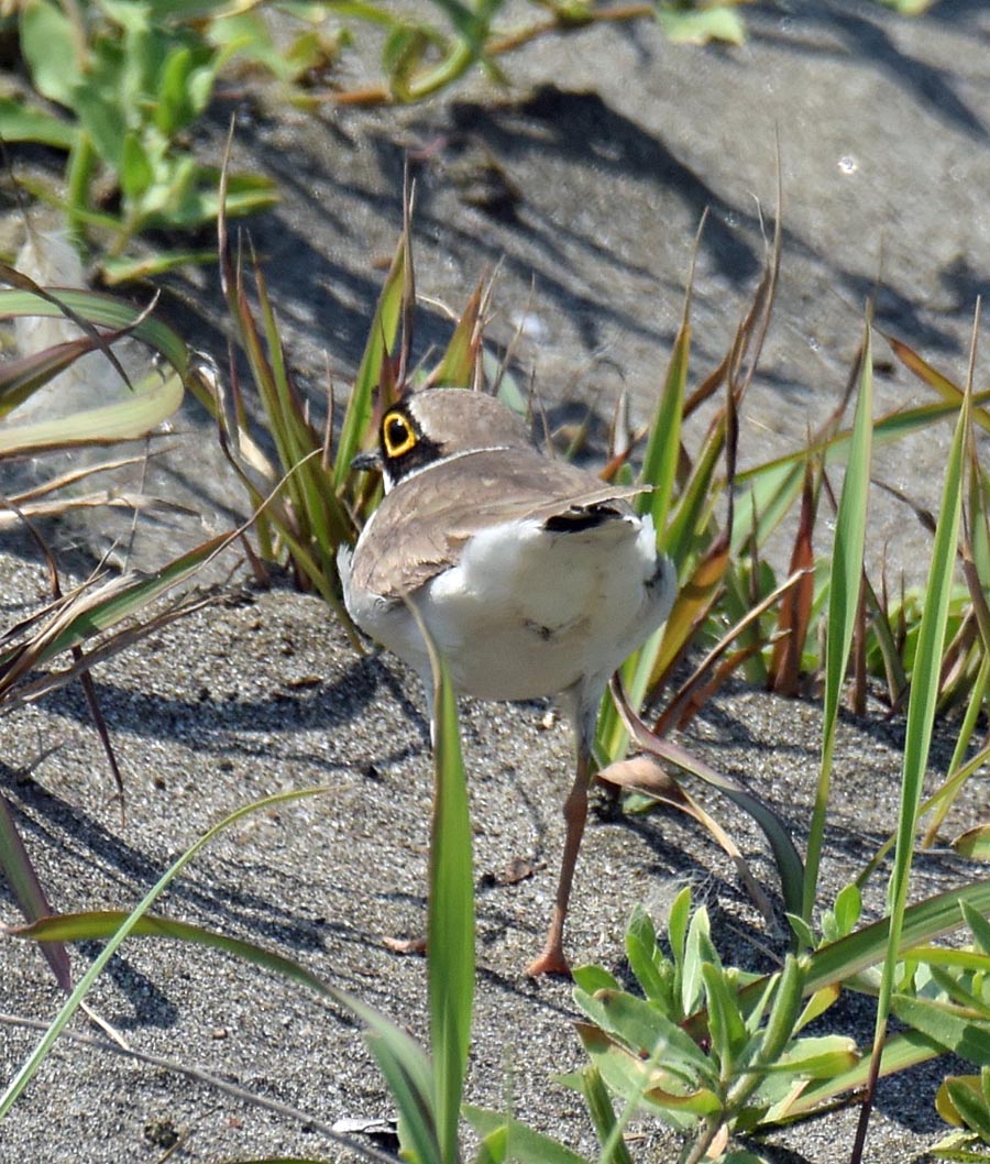 f:id:tonji44:20190527164037j:plain