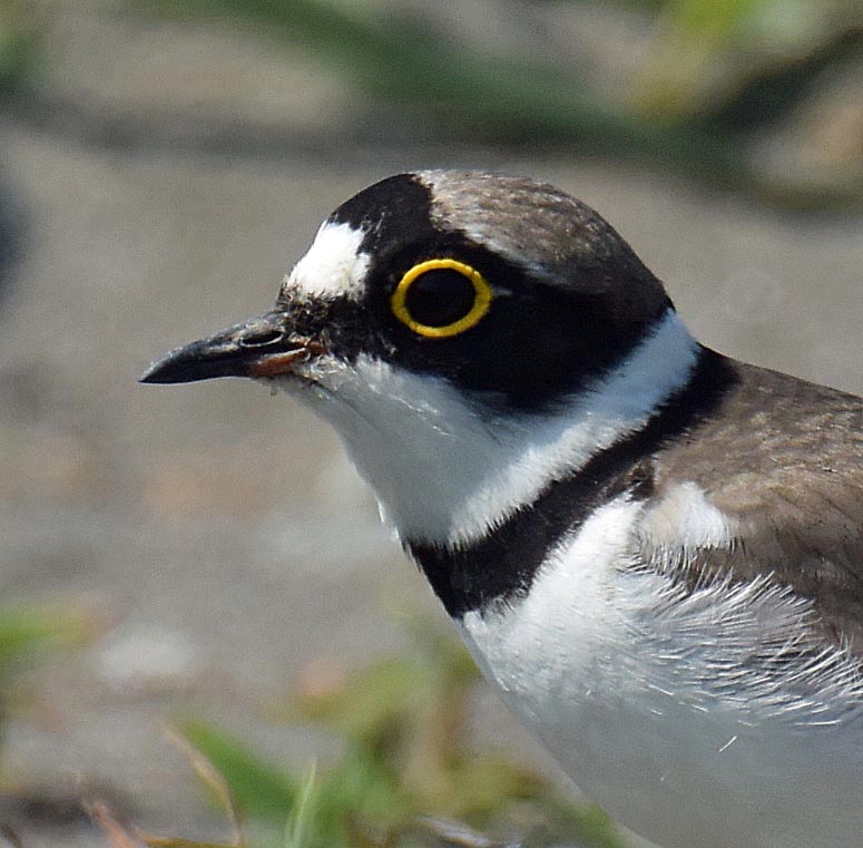 f:id:tonji44:20190527164103j:plain