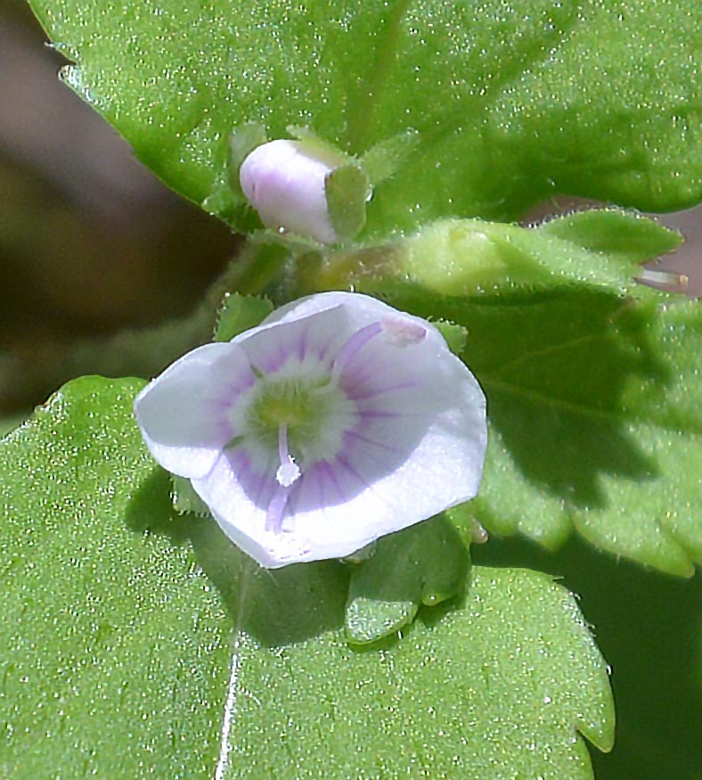 コクワガタ 昆虫ではありません。植物です。 - 宮崎の季節がほらね！