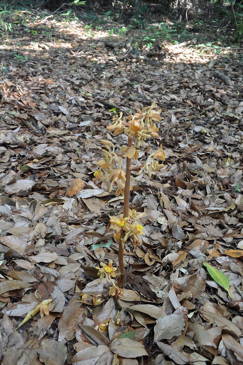 f:id:tonji44:20190602151742j:plain f:id:tonji44:20190602151742j:plain