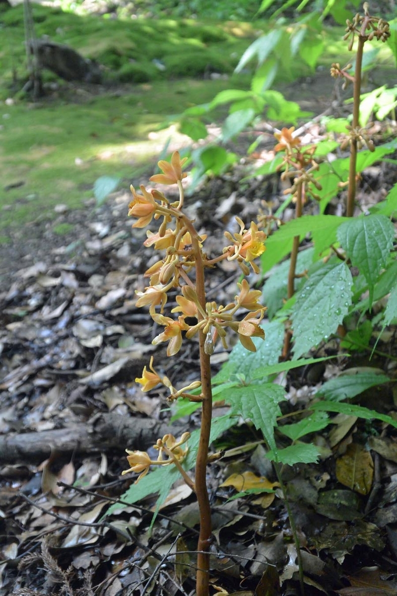 f:id:tonji44:20190602162903j:plain f:id:tonji44:20190602162903j:plain