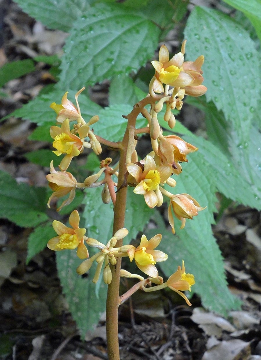 f:id:tonji44:20190602162926j:plain f:id:tonji44:20190602162926j:plain