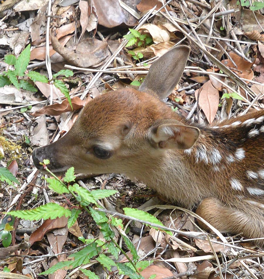 f:id:tonji44:20190607113839j:plain