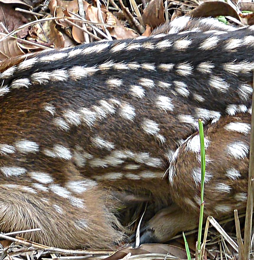 f:id:tonji44:20190607113900j:plain