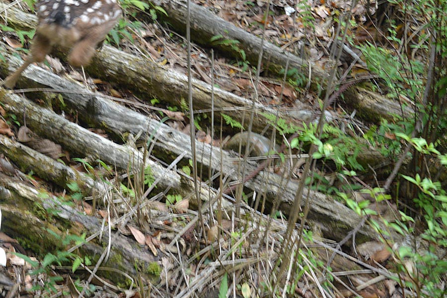 f:id:tonji44:20190607113922j:plain