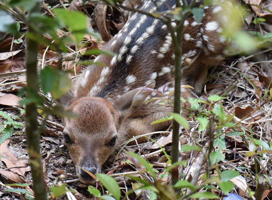 f:id:tonji44:20190608205559j:plain