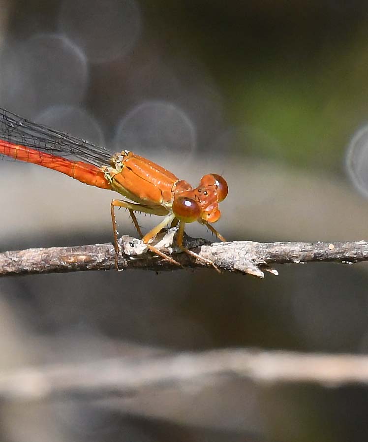 f:id:tonji44:20190620171638j:plain