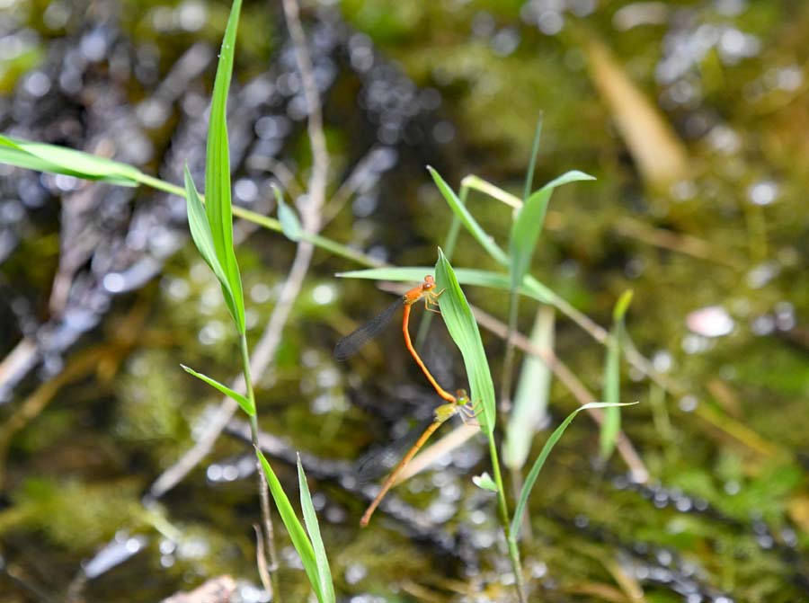 f:id:tonji44:20190620171751j:plain