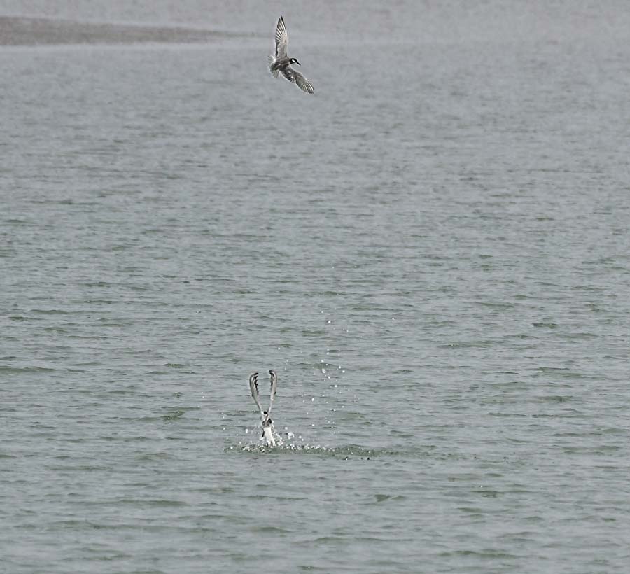 f:id:tonji44:20190623151759j:plain f:id:tonji44:20190623151759j:plain