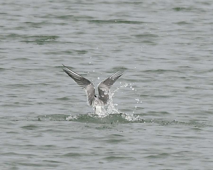 f:id:tonji44:20190623151836j:plain f:id:tonji44:20190623151836j:plain